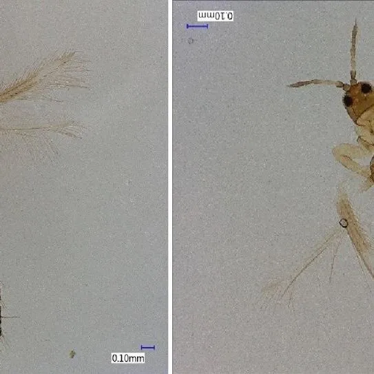 thumbnail for publication: Bean Flower Thrips Megalurothrips usitatus (Bagnall) (Insecta: Thysanoptera: Thripidae)